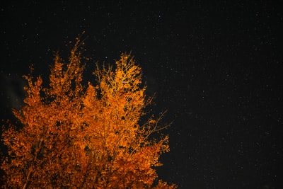 星空下的橙色有叶子的树
